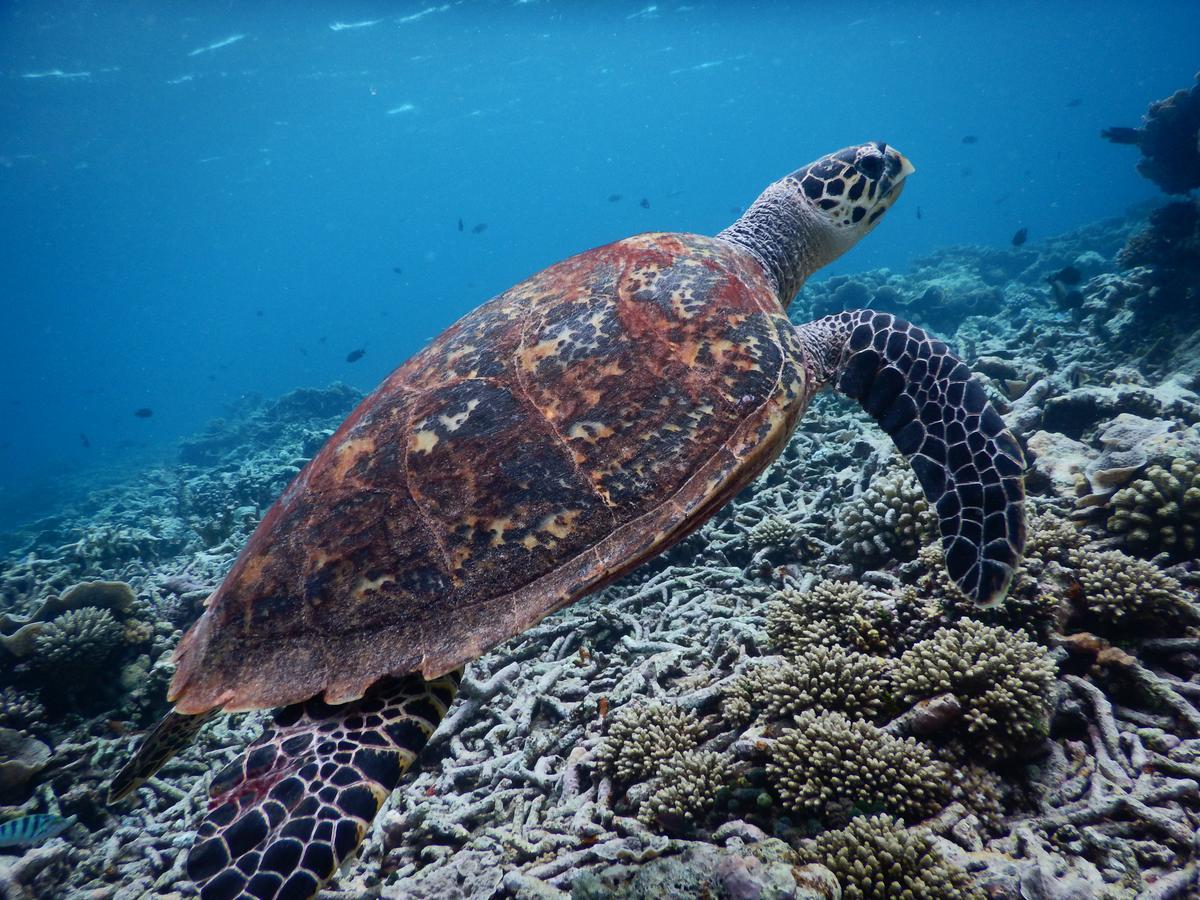 Equa Reef Maldives Hotell Addu City Exteriör bild