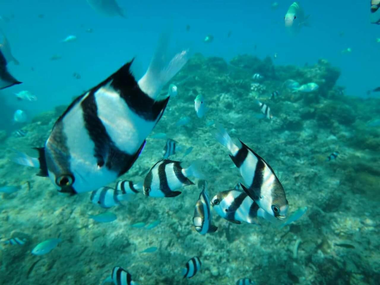 Equa Reef Maldives Hotell Addu City Exteriör bild